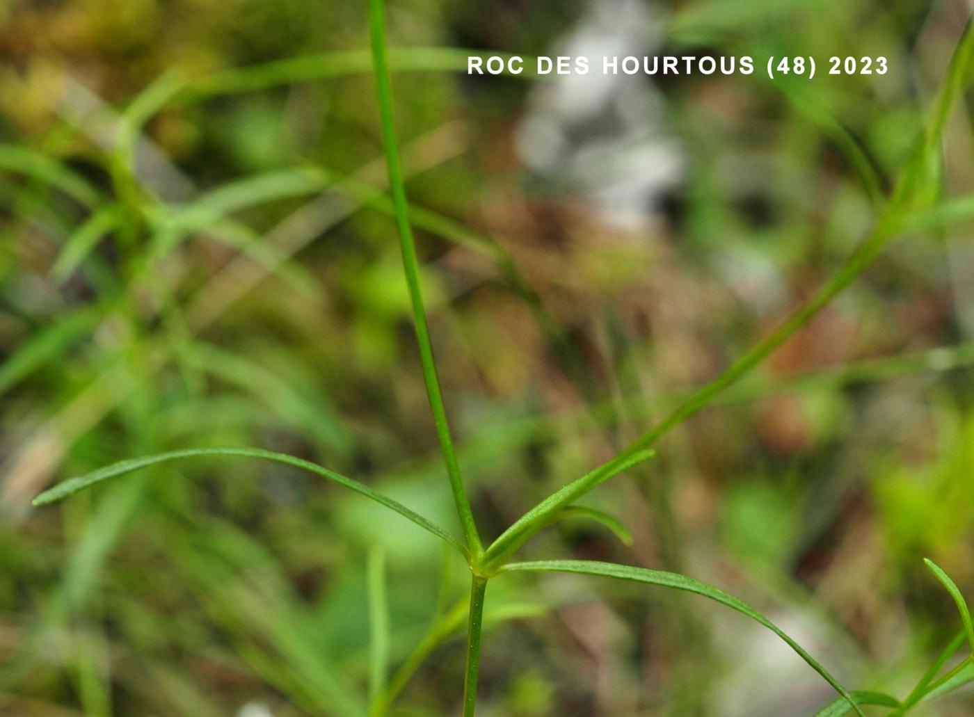 Woodruff, Dyer's leaf